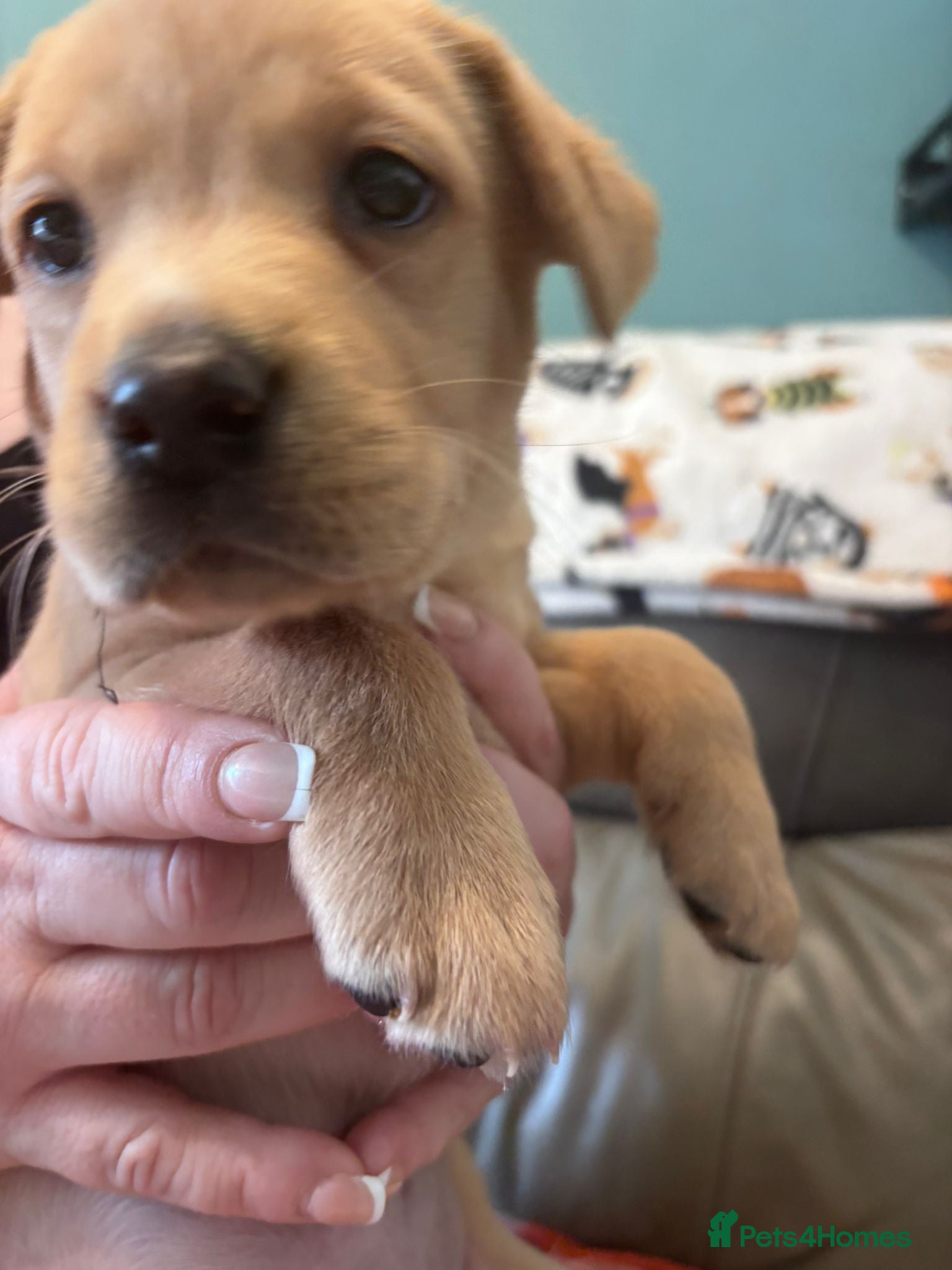 Labrador Retriever dogs Beautiful Labrador Puppies - Advert 2
