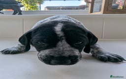 German Shorthaired Pointer dogs for sale: Stunning 3rd Generation GSP Puppies Available  - Image 4