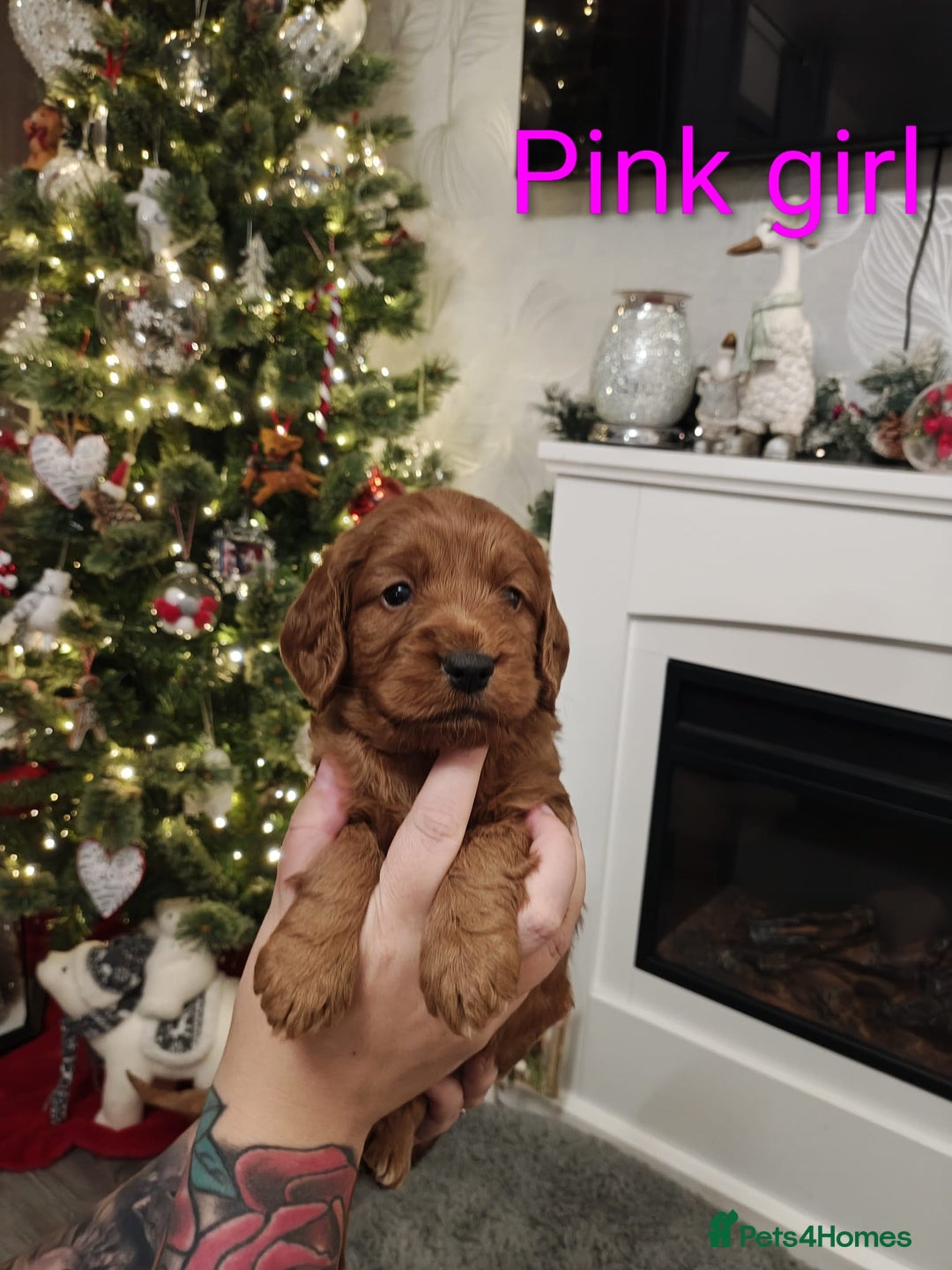 Cockapoo dogs for sale: Beautiful cockapoos puppies  - Advert 6