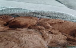 Cockapoo dogs for sale: Beautiful cockapoo puppies  - Image 19