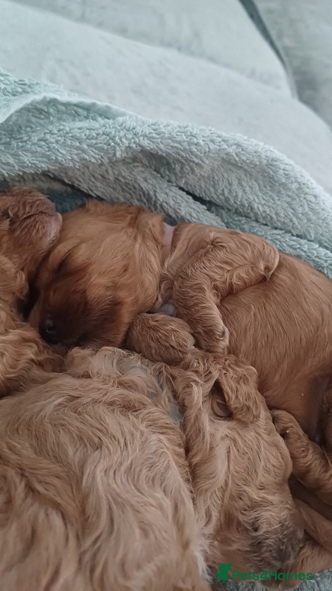 Cockapoo dogs for sale: Beautiful cockapoo puppies  - Image 19