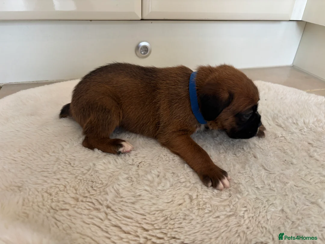 Boxer dogs for sale: Boxer puppies - Advert 15