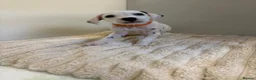 Dalmatian dogs for sale: Dalmatian puppies - Advert 26