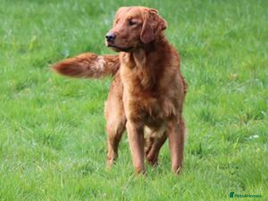 Golden Retriever dogs for sale: Dual purpose golden puppys - Advert 5