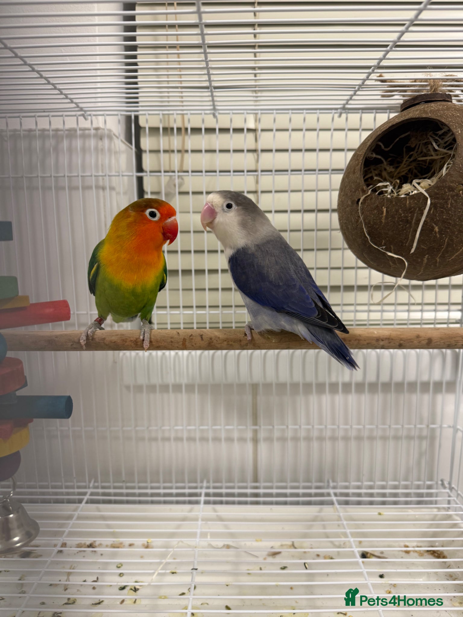 Lovebirds birds 2 Lovebirds for sale - Advert 1