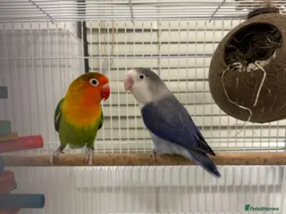 Lovebirds birds 2 Lovebirds for sale - Advert 1