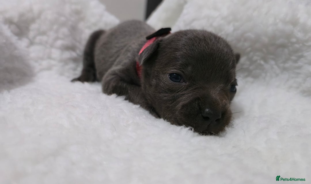 Staffordshire Bull Terrier dogs for sale:  Blue Staffy puppies for sale KC REGISTERED  - Image 22