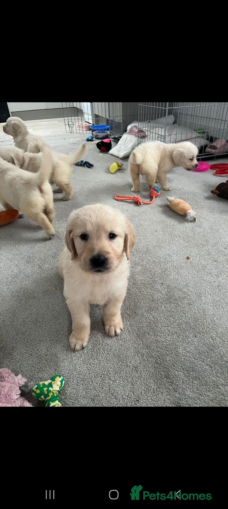 Golden Retriever dogs Beautiful golden retreivers  - Advert 14