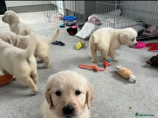 Golden Retriever dogs Beautiful golden retreivers - Advert 14