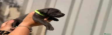 Cane Corso 14