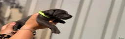 Cane Corso dogs for sale: Stunning cane corso 🐶 - Advert 28