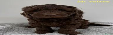 Goldendoodle Puppy 7