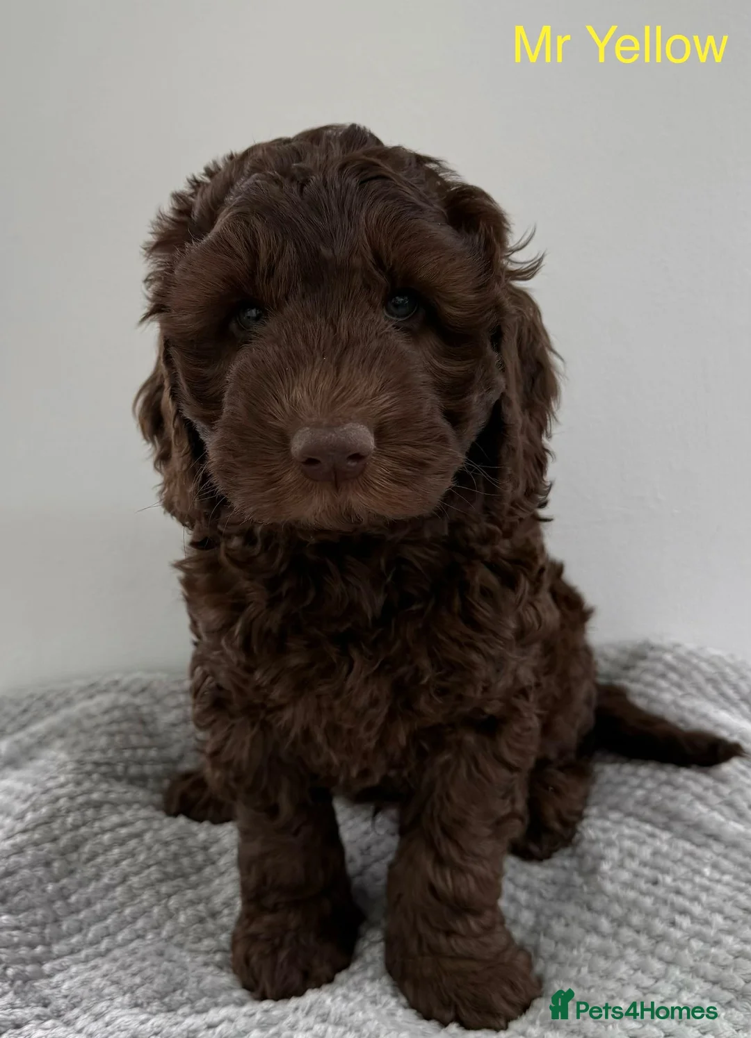 Goldendoodle dogs for sale: Fabulous Goldendoodle Puppies  - Advert 2