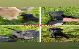 Labrador Retriever dogs for sale: 10 Beautiful black Labrador puppies - Image 38
