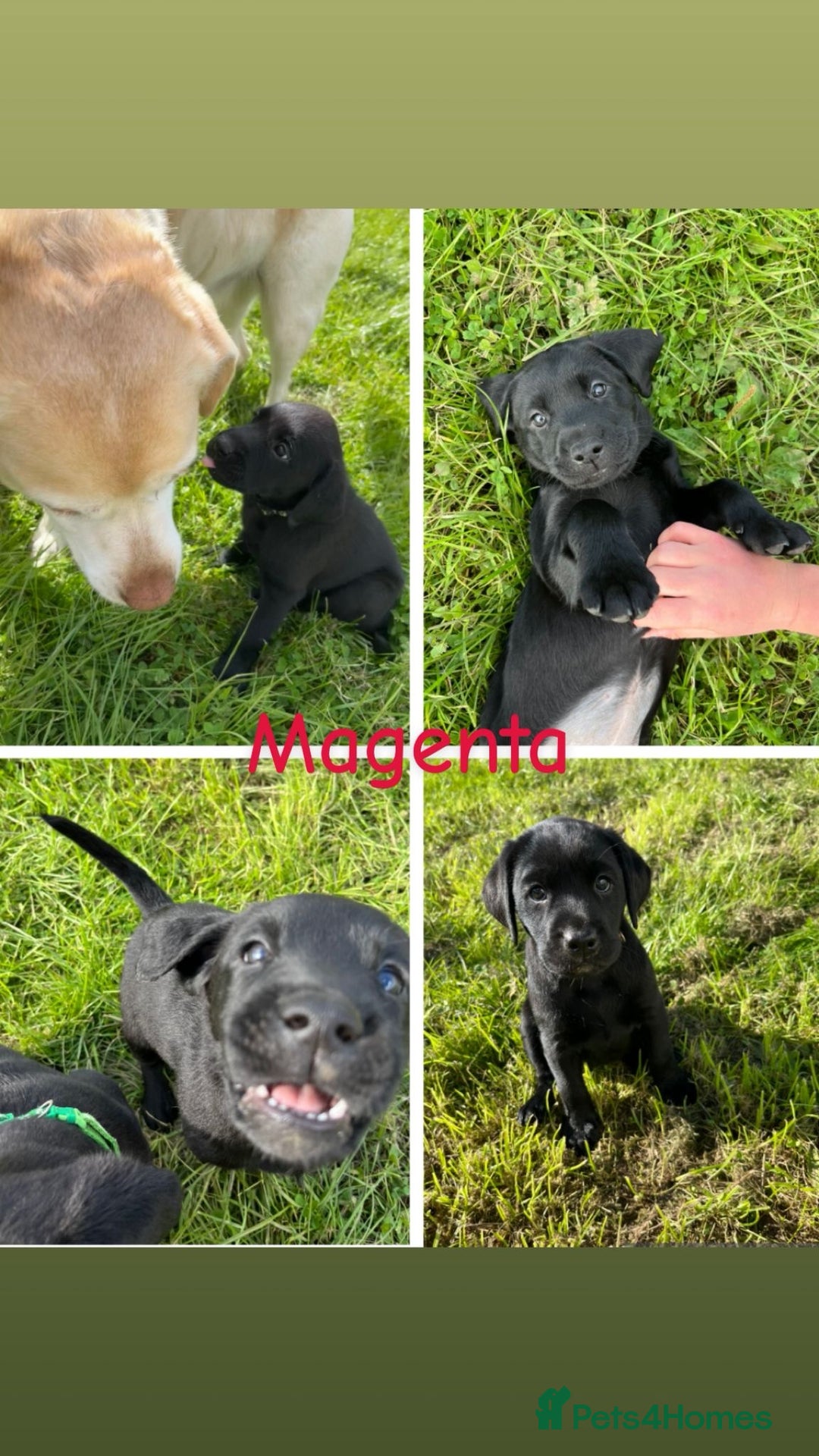 Labrador Retriever dogs for sale: 10 Beautiful black Labrador puppies - Image 38