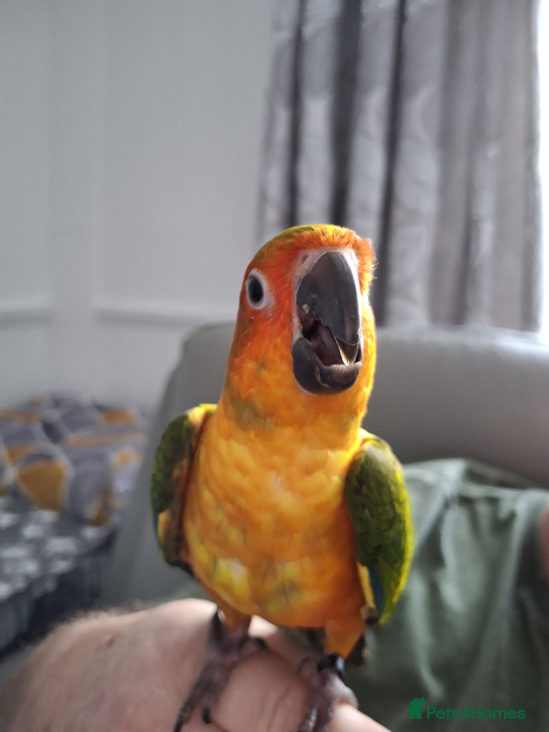 Conures birds for sale: Mango Conure - Advert 6