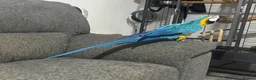 Macaws birds for sale: Blue and gold macaw 5 years old  - Advert 8