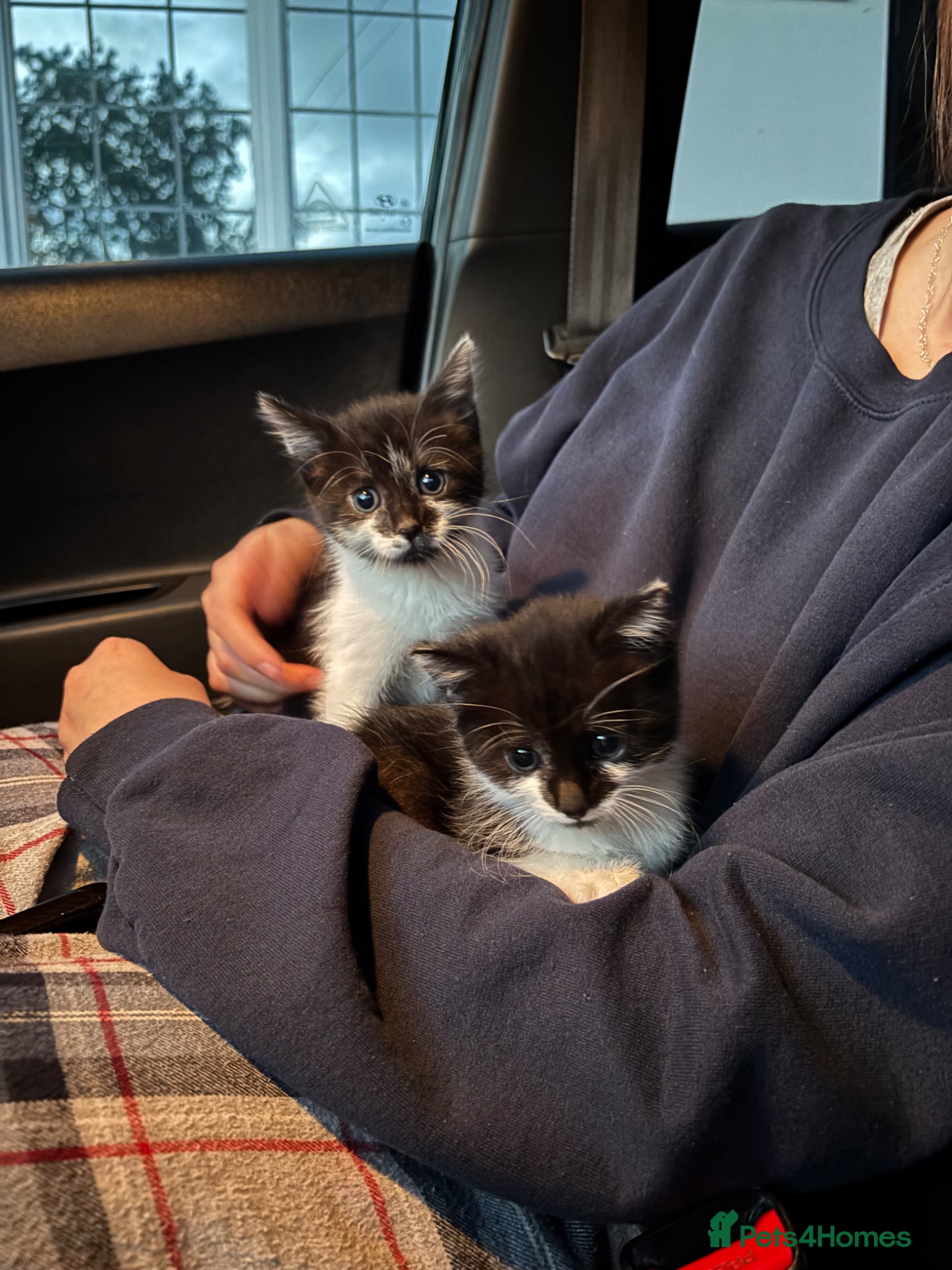 Mixed Breed cats two kittens needing rehoming!  - Advert 1
