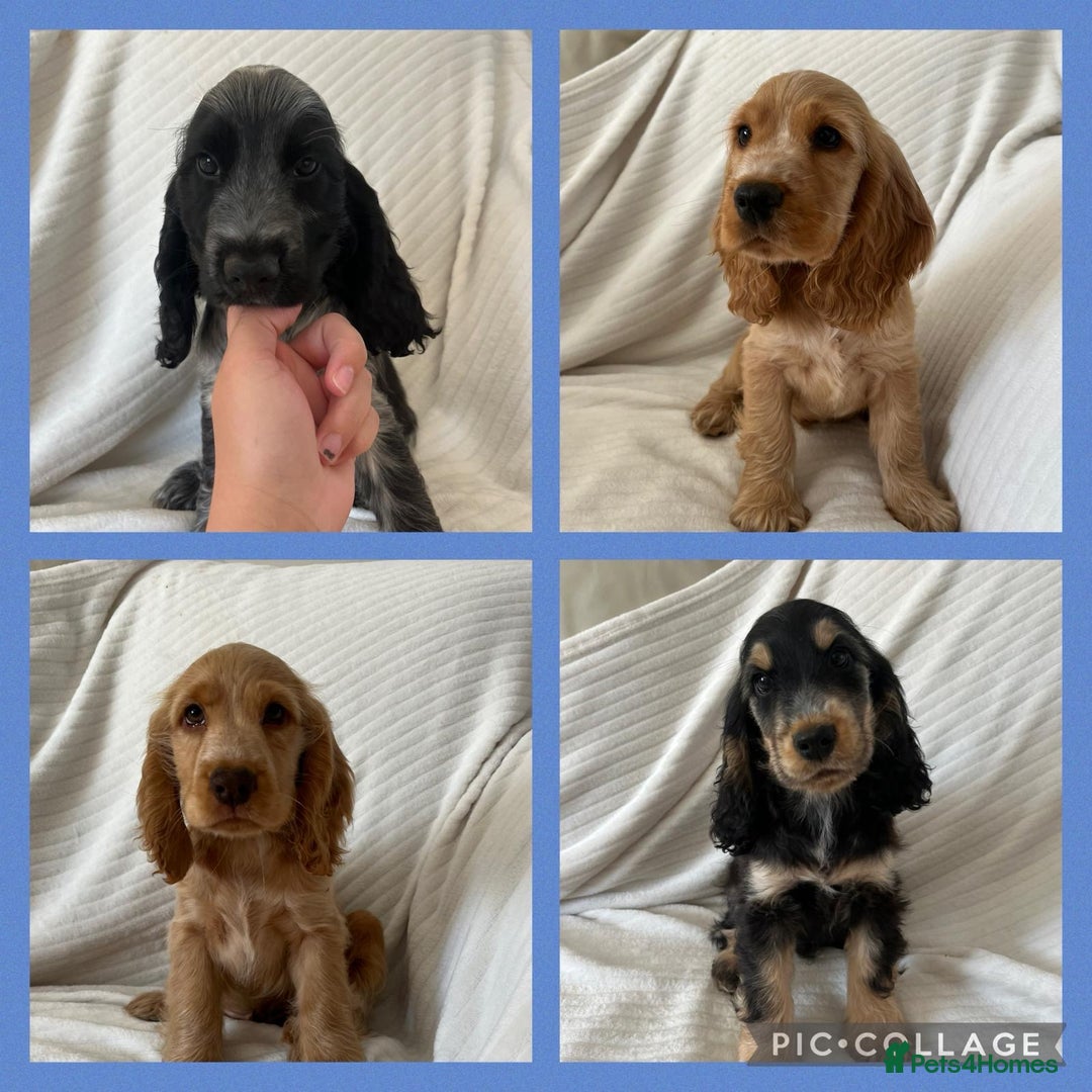Cocker Spaniel dogs for sale: Kc reg show cockers READY TO LEAVE NOW 1 BOY LEFT - Image 2