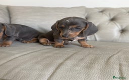 Miniature Dachshund dogs for sale: Miniture dachshund puppies - Image 20