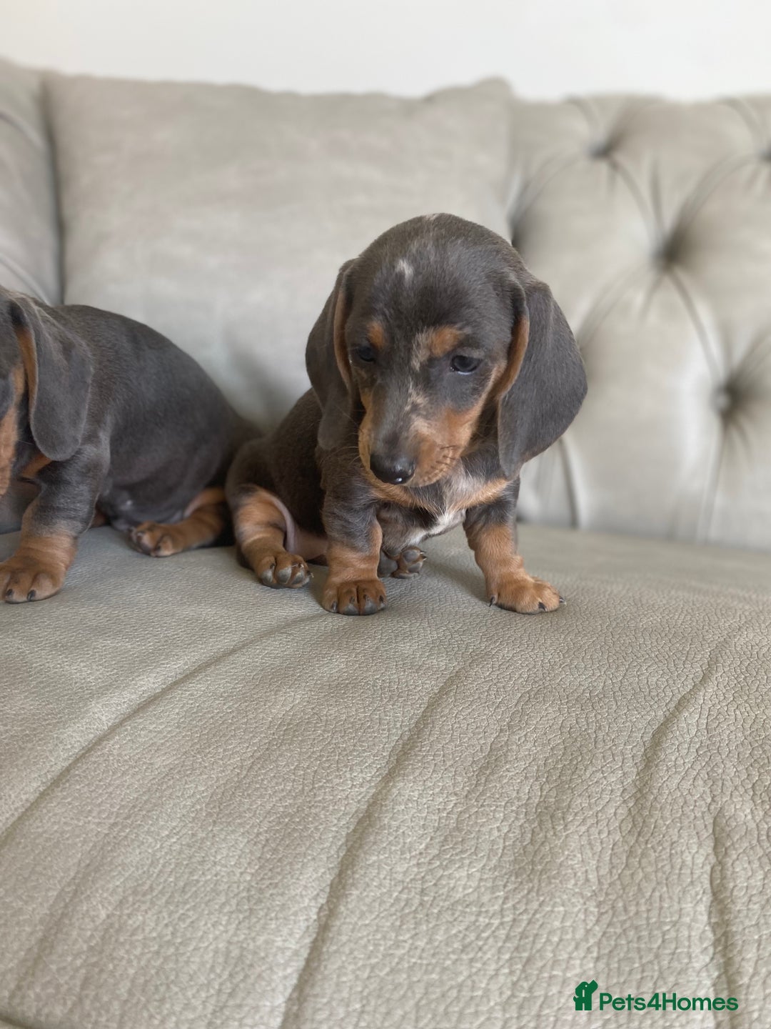 Miniature Dachshund dogs for sale: Miniture dachshund puppies - Image 20