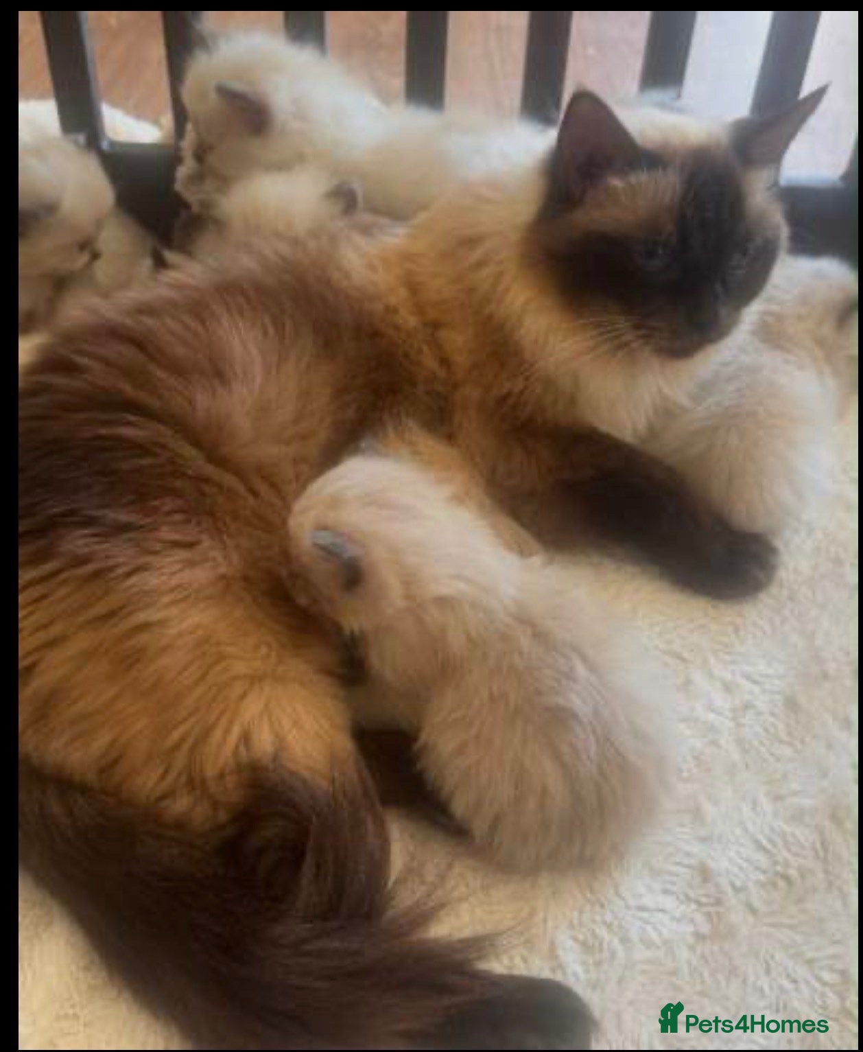 Ragdoll cats •Beautiful Luxury Ragdoll Kittens• - Advert 1