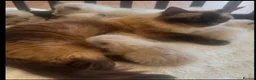 Ragdoll cats for sale: •Beautiful Luxury Ragdoll Kittens• in Borehamwood - Advert 1