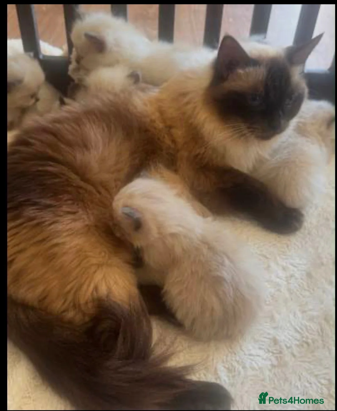 Ragdoll cats for sale: •Beautiful Luxury Ragdoll Kittens• in Borehamwood - Advert 1