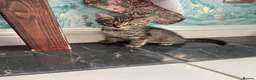 Mixed Breed cats for sale: 3 little girls for sale  - Advert 10