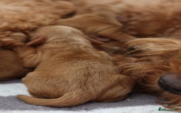 Aussiedoodle dogs for sale: Australian Labradoodles  in Middlesbrough - Image 12