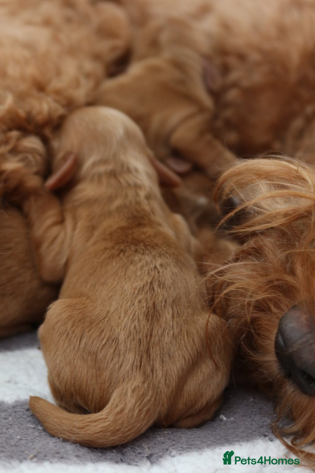 Aussiedoodle dogs for sale: Australian Labradoodles  in Middlesbrough - Image 12