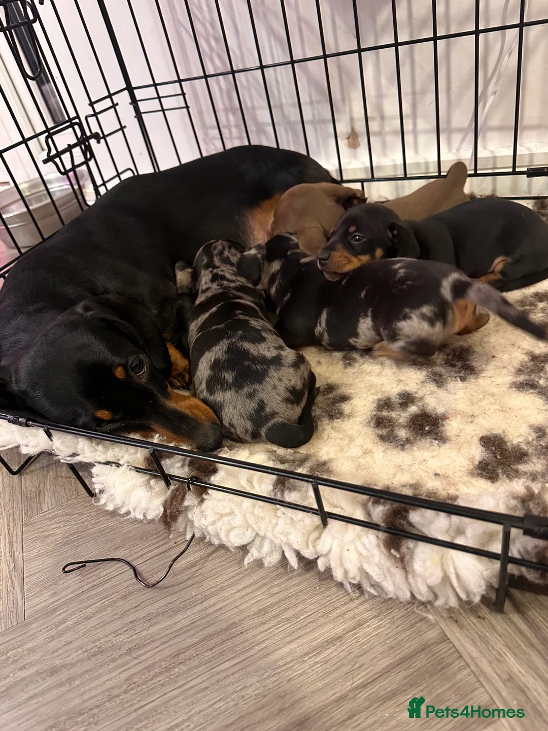 Miniature Dachshund dogs for sale: STUNNING KC MINIATURE DACHSHUND PUPS FOR SALE !!  - Advert 4
