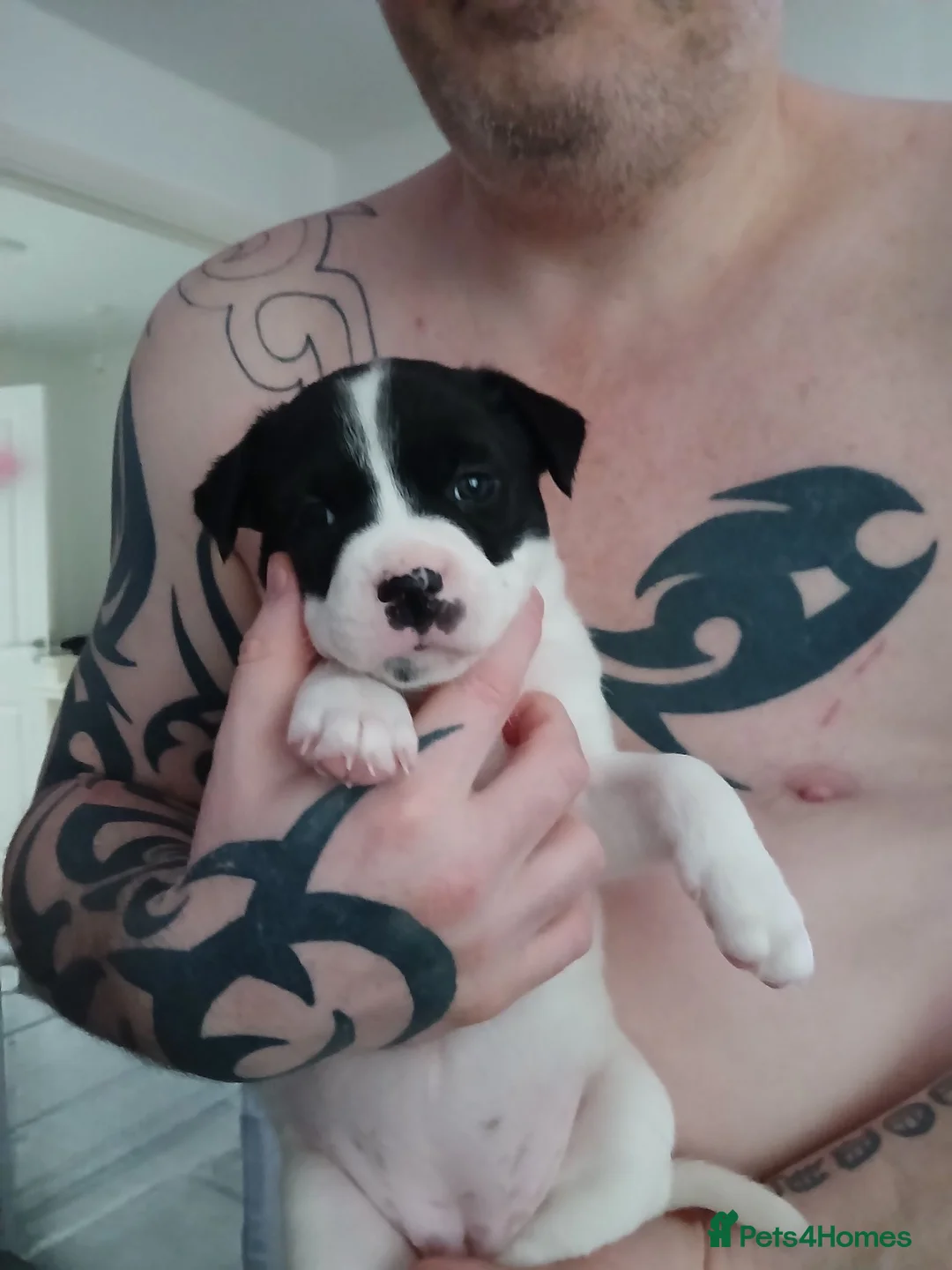 Mixed Breed dogs for sale: Puppys in Warwick - Advert 2