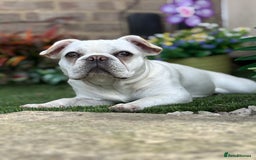 French Bulldog dogs for sale: Frenchie bitch - Image 7