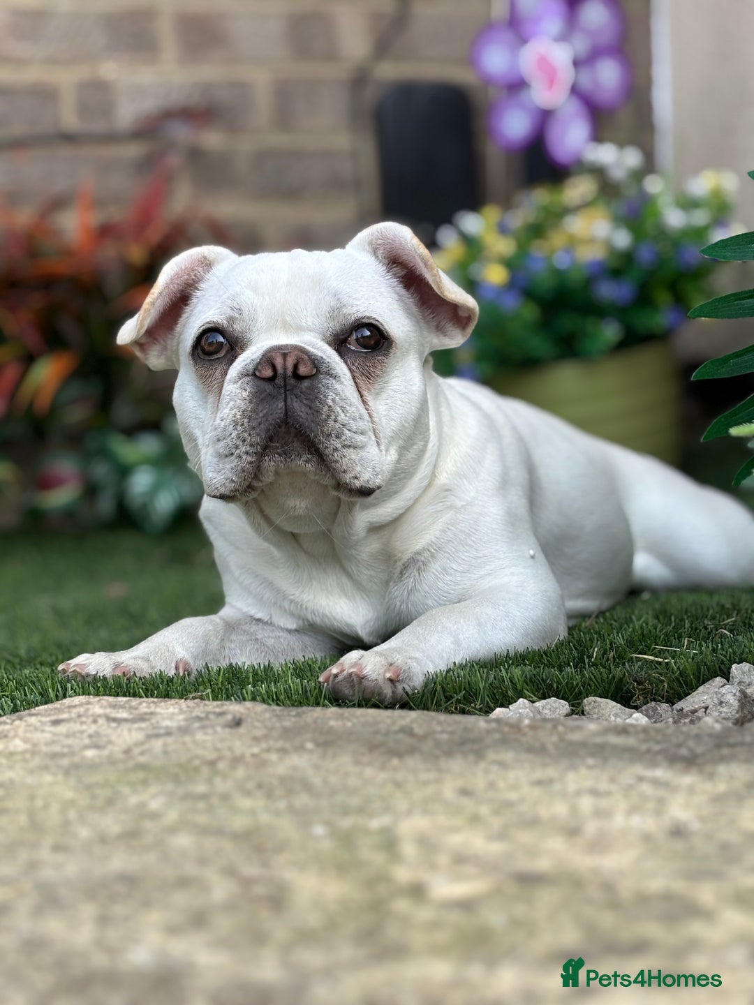 French Bulldog dogs for sale: Frenchie bitch - Image 7