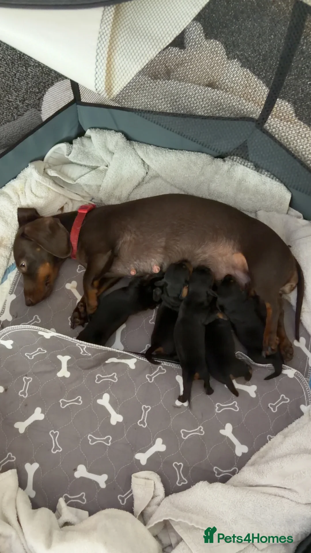 Dachshund dogs for sale: Puppies  - Advert 1