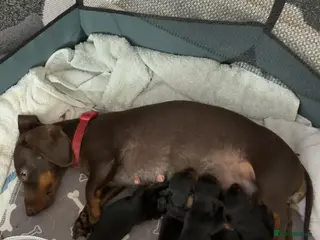 Dachshund dogs Puppies - Advert 4