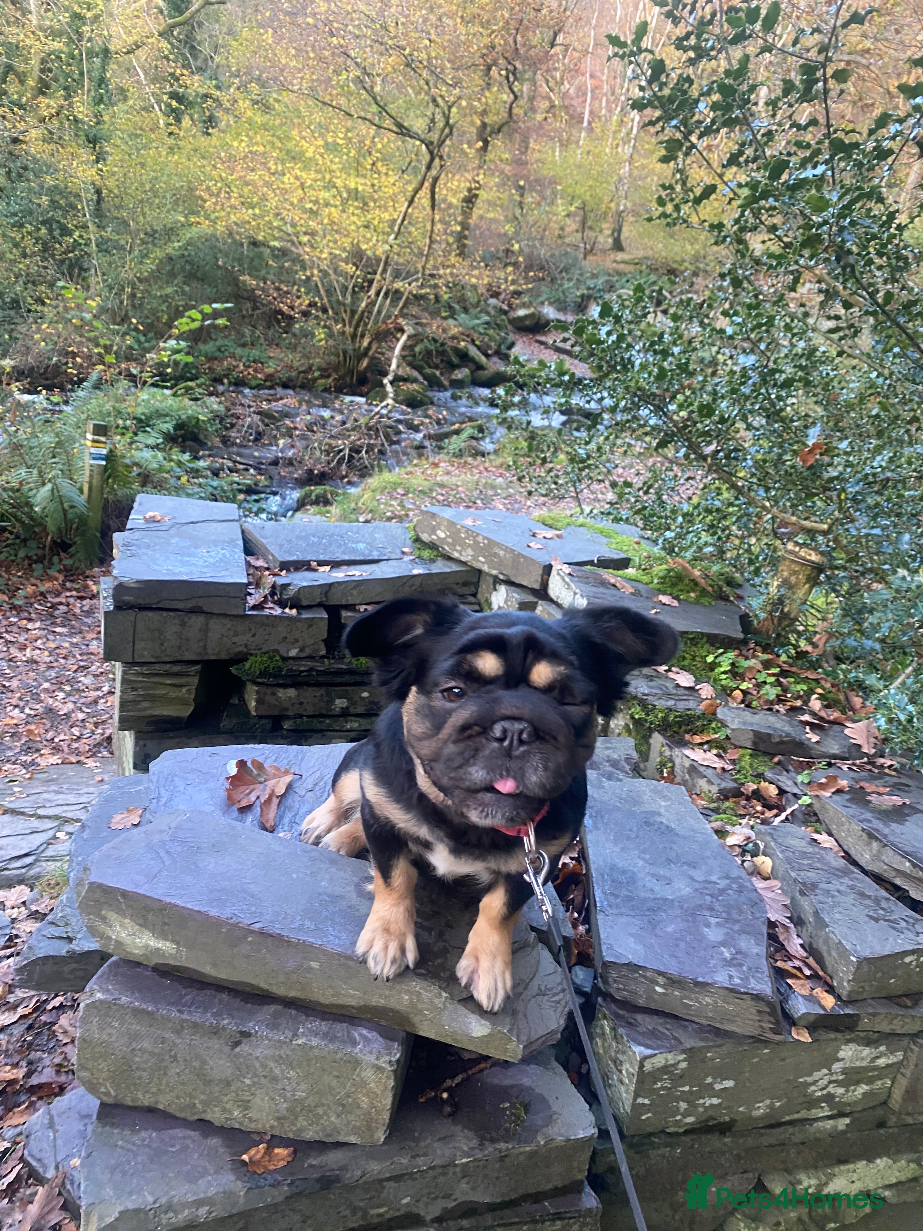 French Bulldog dogs 2 Beautiful  **  fluffy female French bulldog  - Advert 6