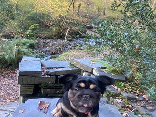 French Bulldog dogs 2 Beautiful ** fluffy female French bulldog - Advert 6