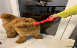 Goldendoodle dogs for sale: Australian Goldendoodel puppies  - Image 7