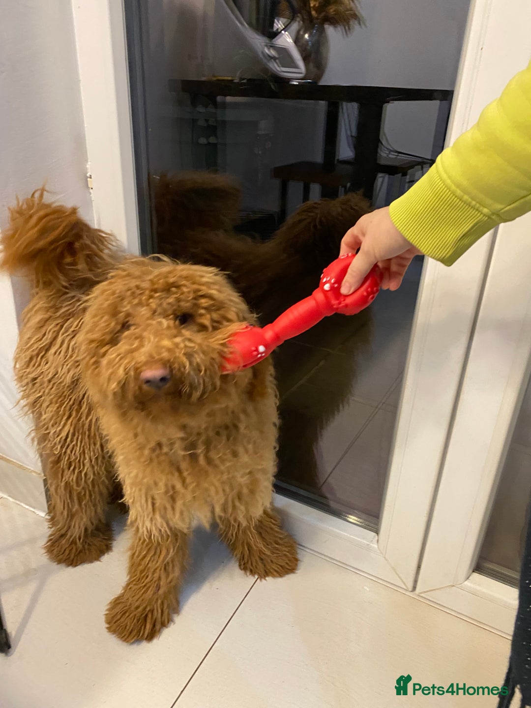 Goldendoodle dogs for sale: Australian Goldendoodel puppies  - Image 7