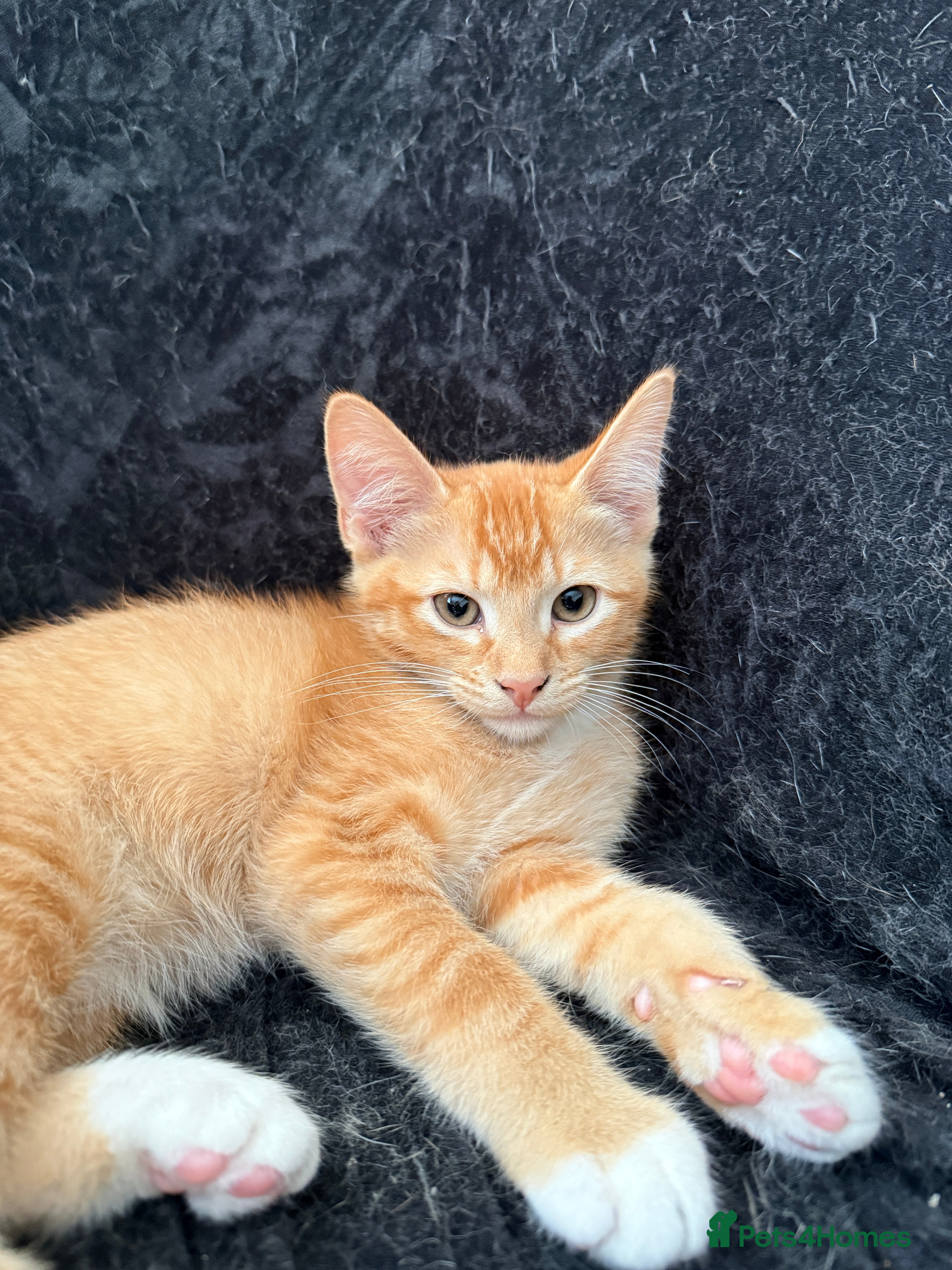 Domestic Shorthair cats for sale: Selling domestic shorthair kittens in Southall - Advert 3