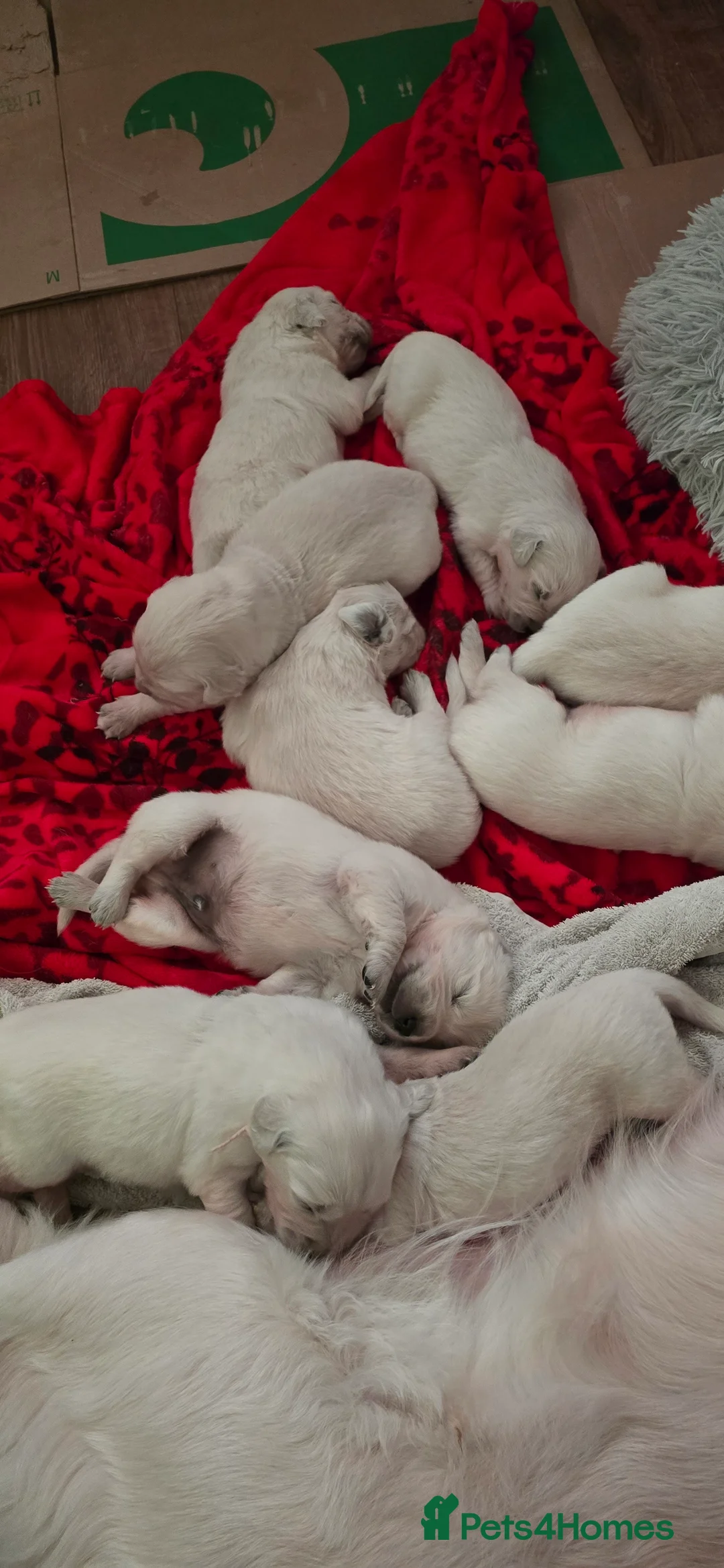 Golden Retriever dogs for sale: Adorable white Golden Retriever - Advert 1