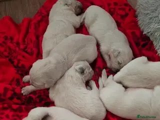 Golden Retriever dogs Adorable white Golden Retriever - Advert 4