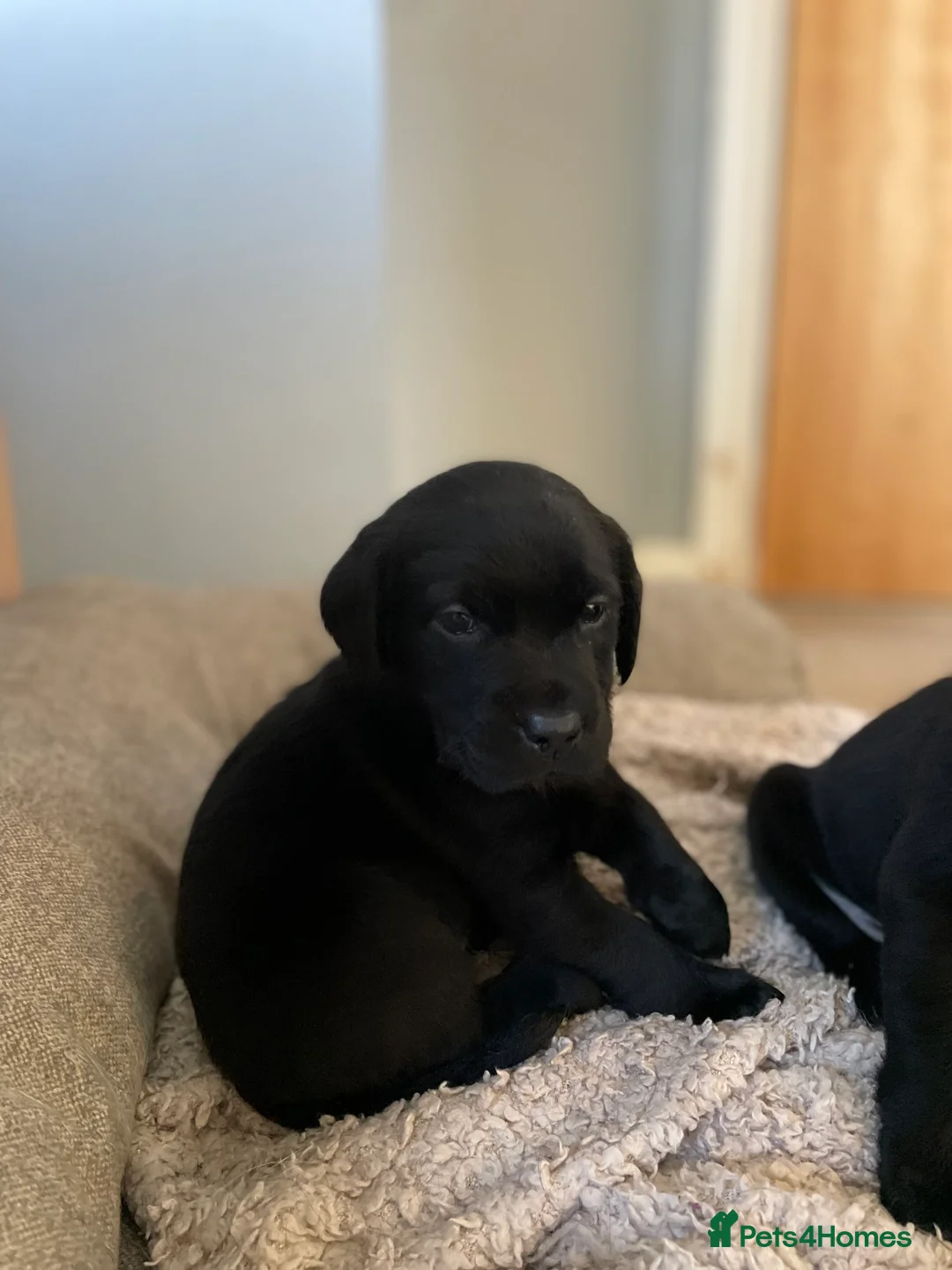 Labrador Retriever dogs for sale: Labrador puppies - Advert 11