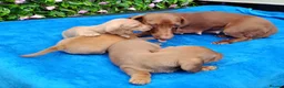 Miniature Dachshund dogs for sale: STUNNING CREAM LITTER KC REG PRA CLEAR - Advert 7