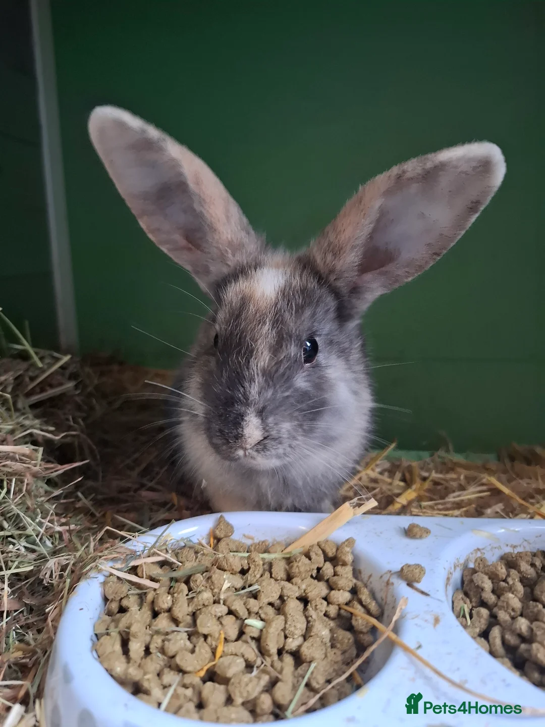 Mixed Breed rabbits for sale: Baby rabbits for sale - Advert 6