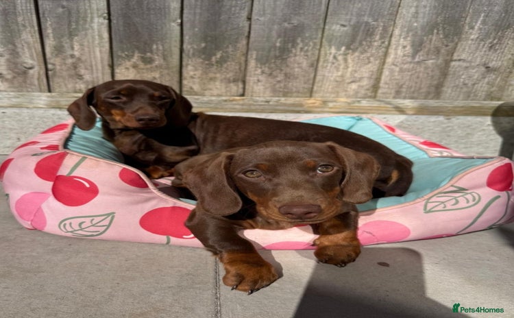 Dachshund dogs - Advert 13