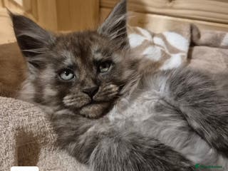 Maine Coon cats Mein Con - Advert 12