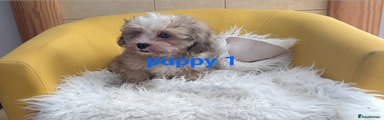 Puppy 1